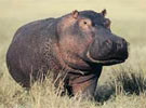 Hippo