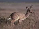 Vaal Reedbuck