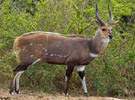 Bushbuck