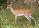 Steenbuck