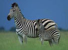 Zebra Burchill 